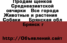 Продам щенков Среднеазиатской овчарки - Все города Животные и растения » Собаки   . Брянская обл.,Брянск г.